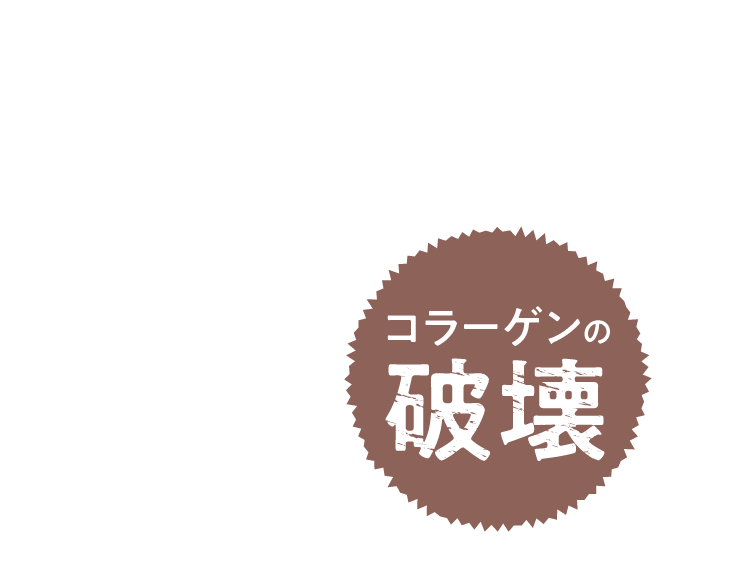 コラーゲンの破壊